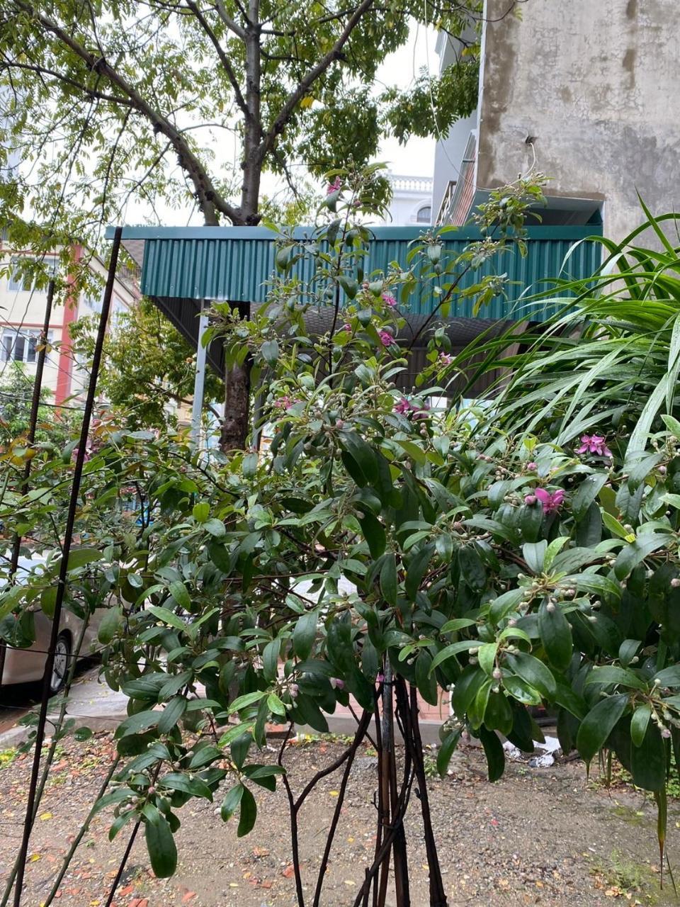 לינה וארוחת בוקר הלונג Nha Nghi Anh Dung מראה חיצוני תמונה